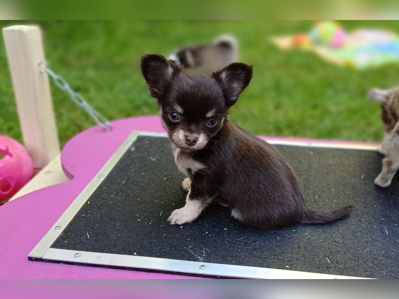 Kleiner Schoko Cookie sucht Dich" Chihuahua Prinz
