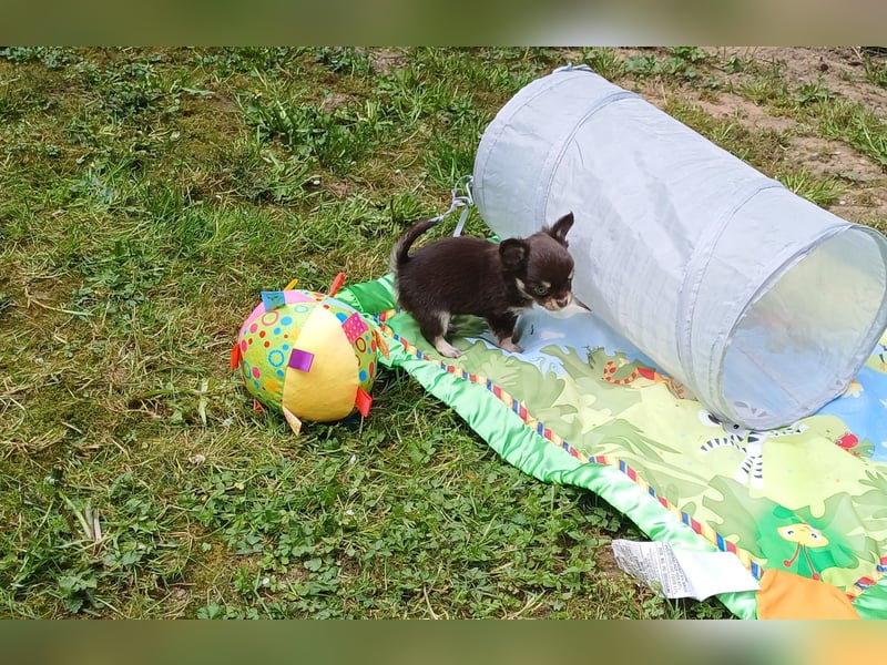 Kleiner Schoko Cookie sucht Dich" Chihuahua Prinz