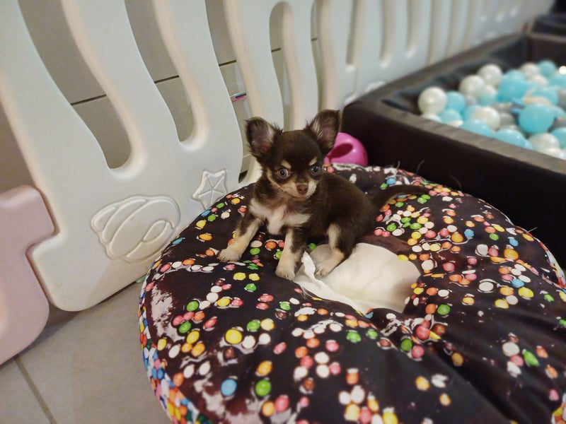 Kleiner Schoko Cookie sucht Dich" Chihuahua Prinz