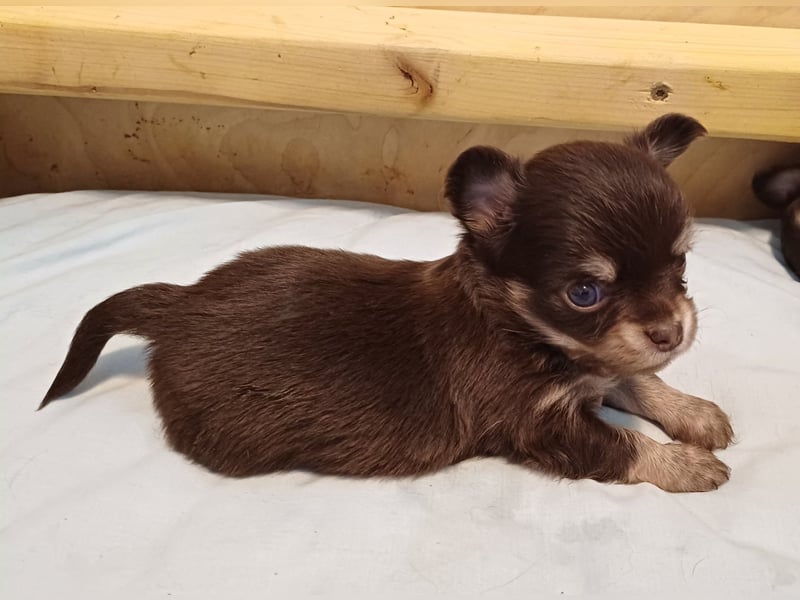 Kleiner Schoko Cookie sucht Dich" Chihuahua Prinz