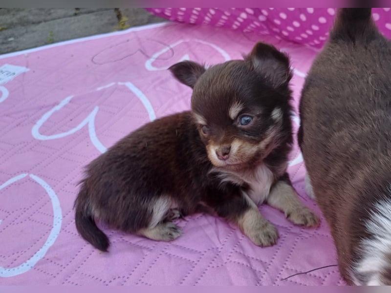 Kleiner Schoko Cookie sucht Dich" Chihuahua Prinz