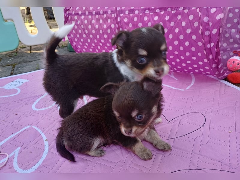 Kleiner Schoko Cookie sucht Dich" Chihuahua Prinz