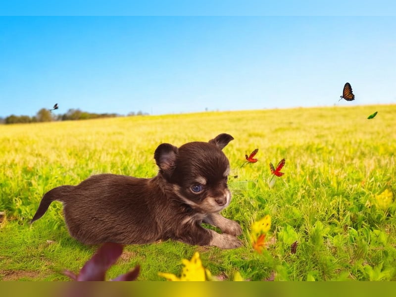 Kleiner Schoko Cookie sucht Dich" Chihuahua Prinz