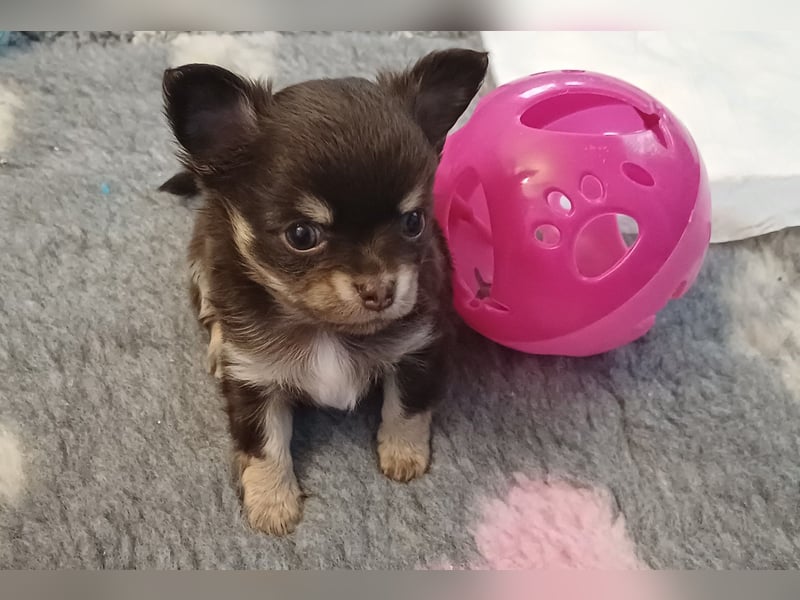 Kleiner Schoko Cookie sucht Dich" Chihuahua Prinz