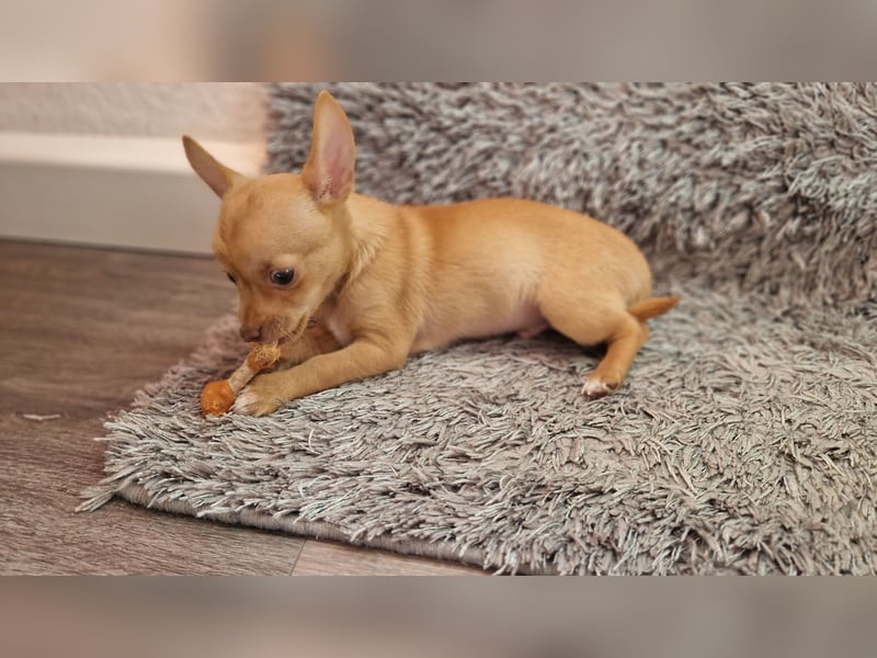 Chihuahua welpe sucht ein neues Zuhause
