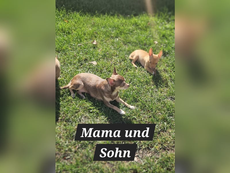 Chihuahua welpe sucht ein neues Zuhause
