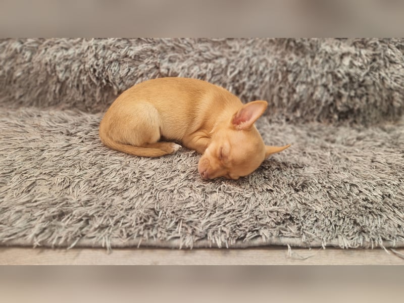 Chihuahua welpe sucht ein neues Zuhause