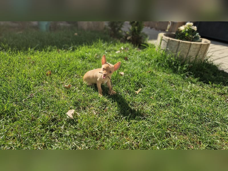 Chihuahua welpe sucht ein neues Zuhause