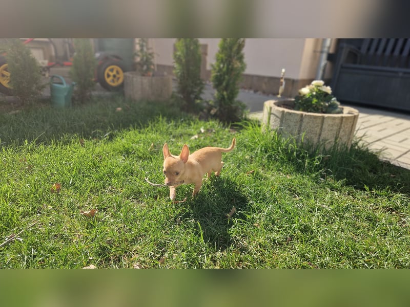 Chihuahua welpe sucht ein neues Zuhause