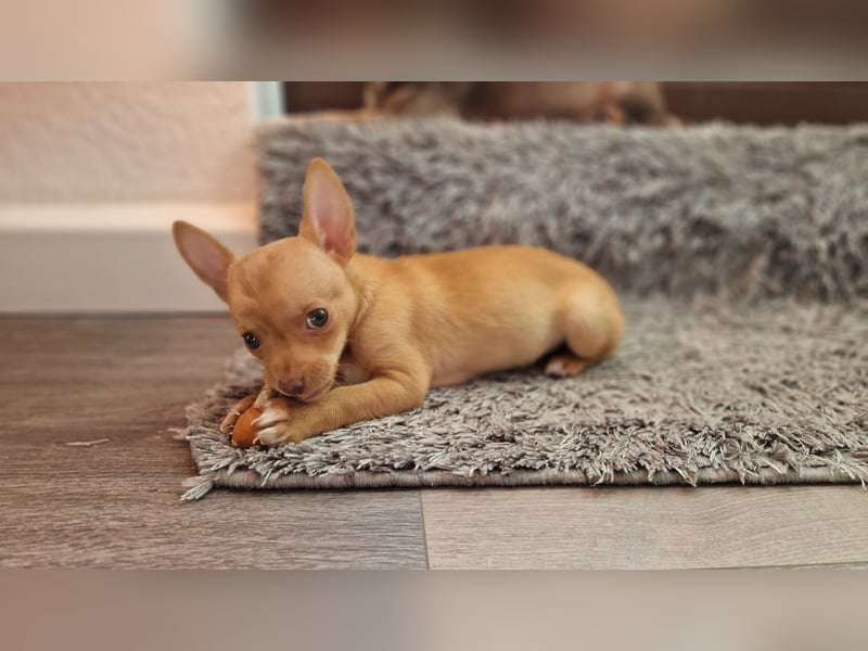 Chihuahua welpe sucht ein neues Zuhause