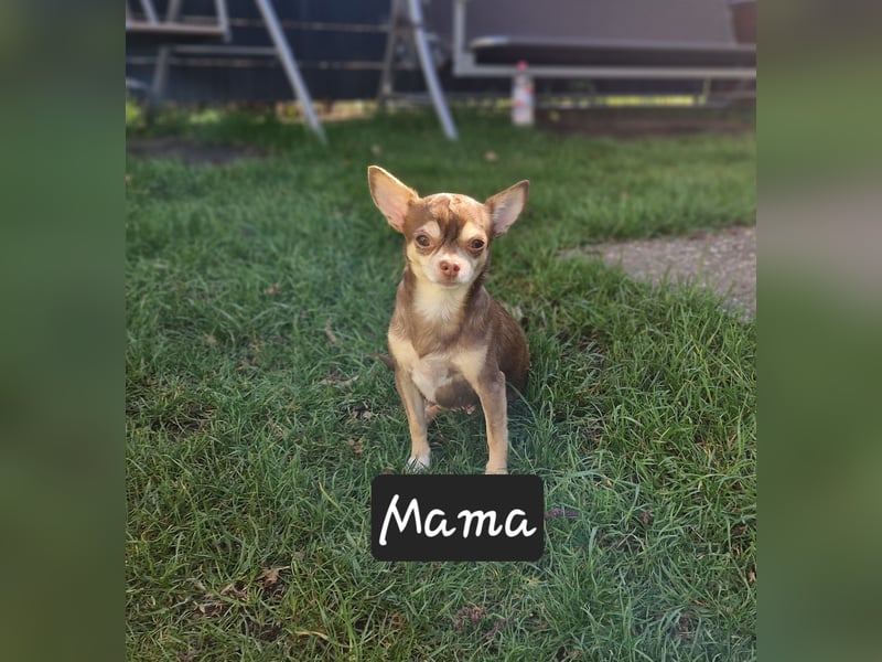 Chihuahua welpe sucht ein neues Zuhause
