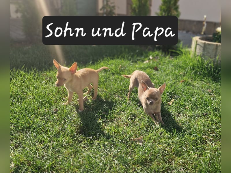 Chihuahua welpe sucht ein neues Zuhause