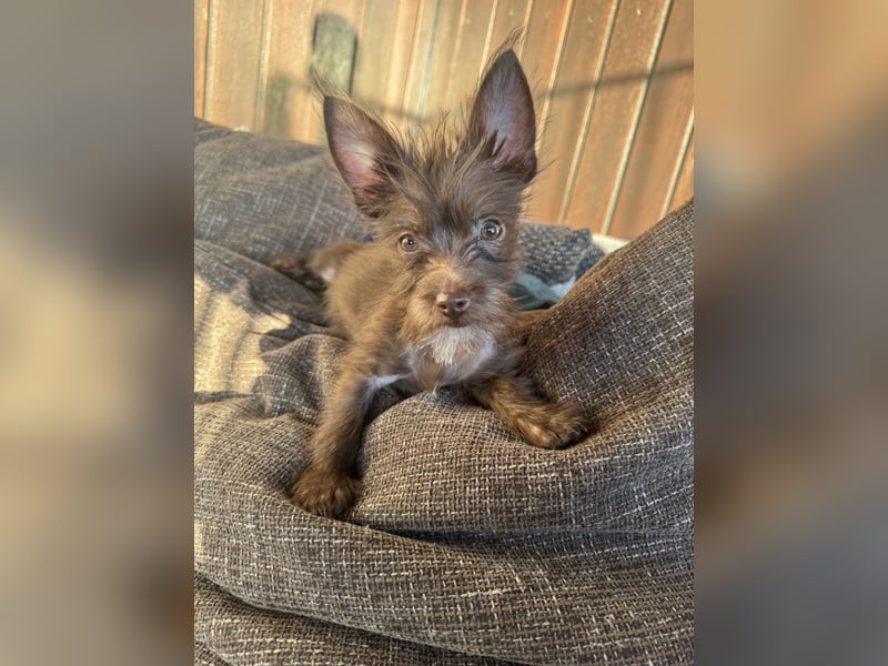 Chihuahua mix Welpen suchen ein Zuhause