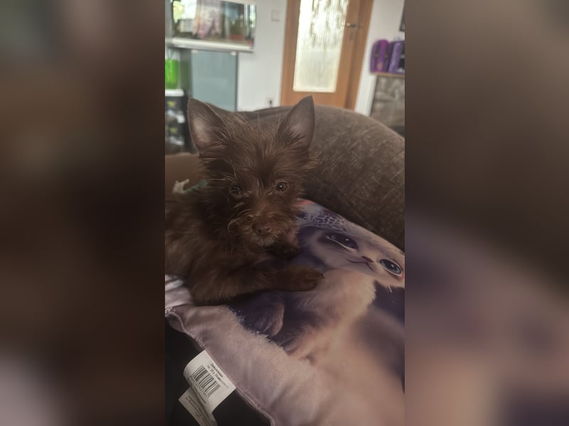 Chihuahua mix Welpen suchen ein Zuhause