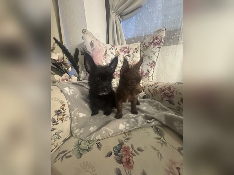 Chihuahua mix Welpen suchen ein Zuhause