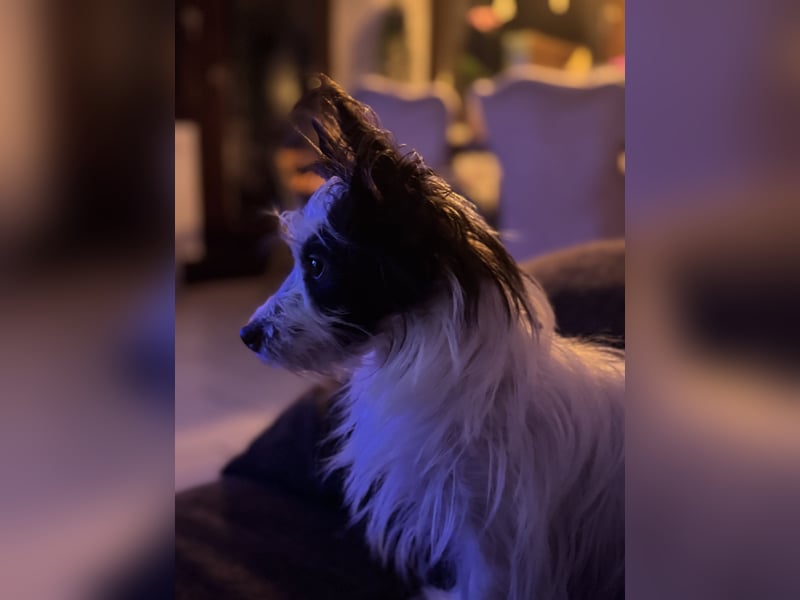 Chihuahua mix Welpen suchen ein Zuhause