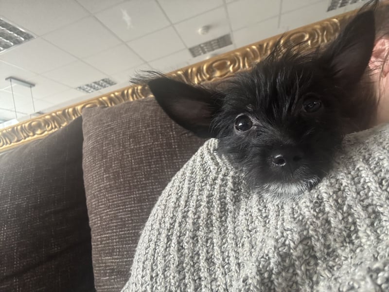 Chihuahua mix Welpen suchen ein Zuhause