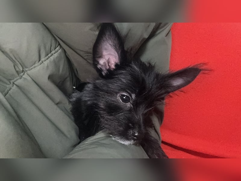 Chihuahua mix Welpen suchen ein Zuhause