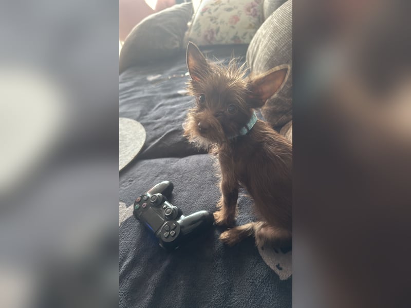 Chihuahua mix Welpen suchen ein Zuhause