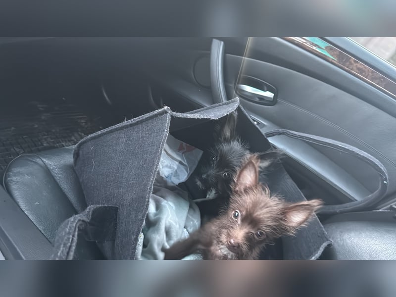 Chihuahua mix Welpen suchen ein Zuhause