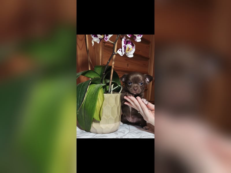 Chihuahua