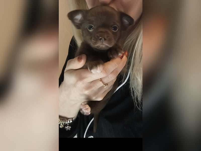 Chihuahua