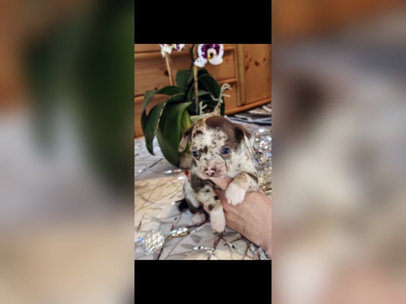 Chihuahua