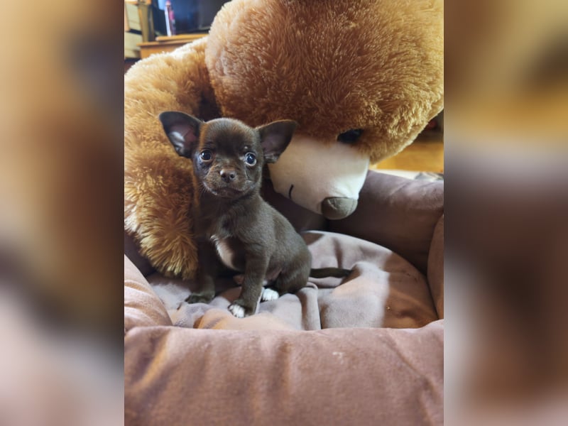 Chihuahua