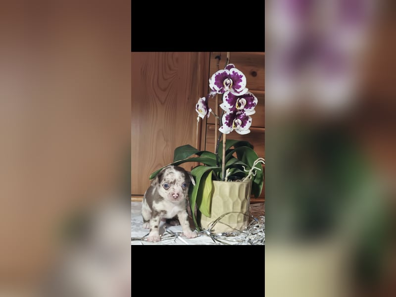 Chihuahua