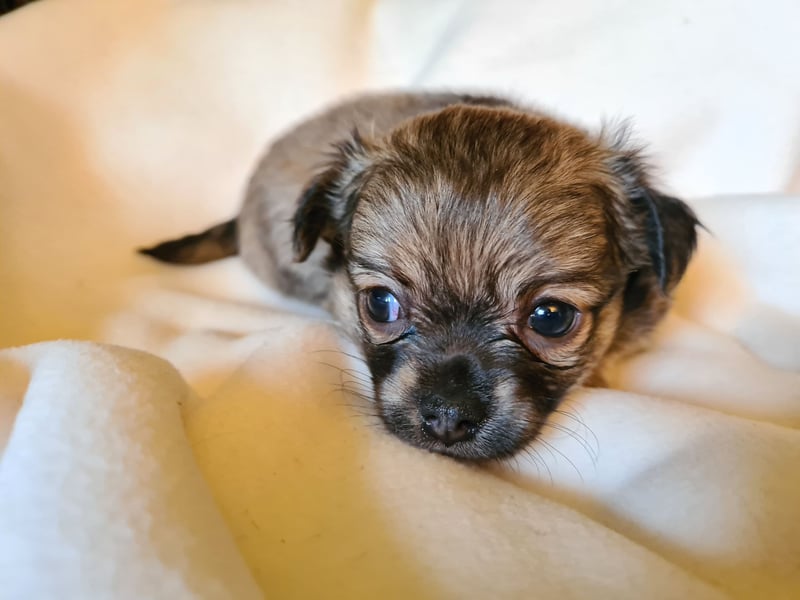 eine Hand voll Glück - Chihuahua Welpen RESERVIERT