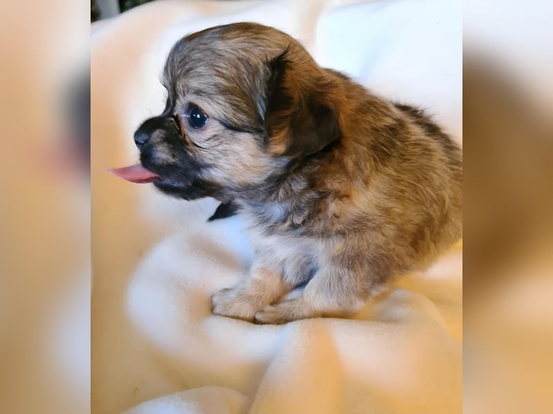 eine Hand voll Glück - Chihuahua Welpen RESERVIERT