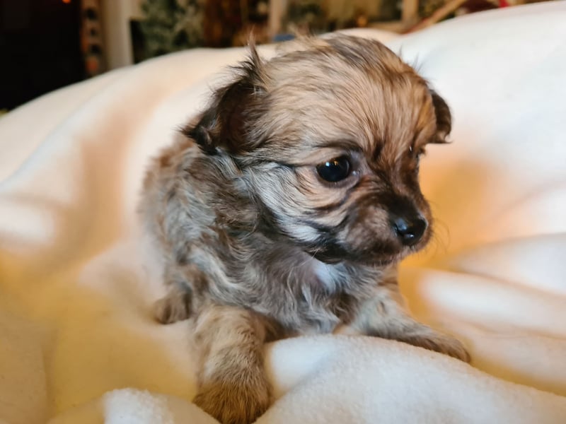 eine Hand voll Glück - Chihuahua Welpen RESERVIERT