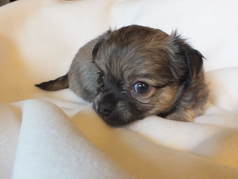 eine Hand voll Glück - Chihuahua Welpen RESERVIERT