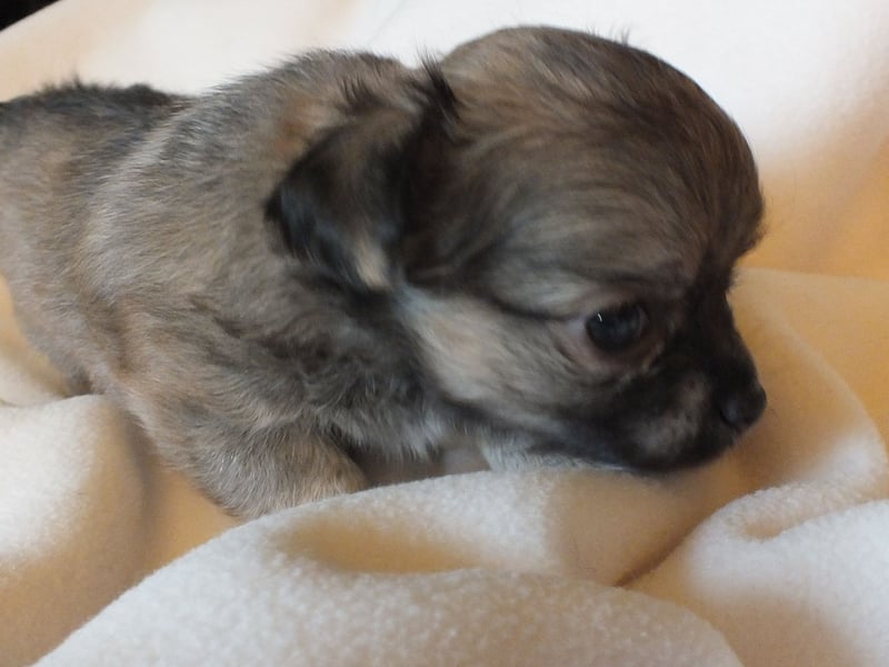 eine Hand voll Glück - Chihuahua Welpen RESERVIERT