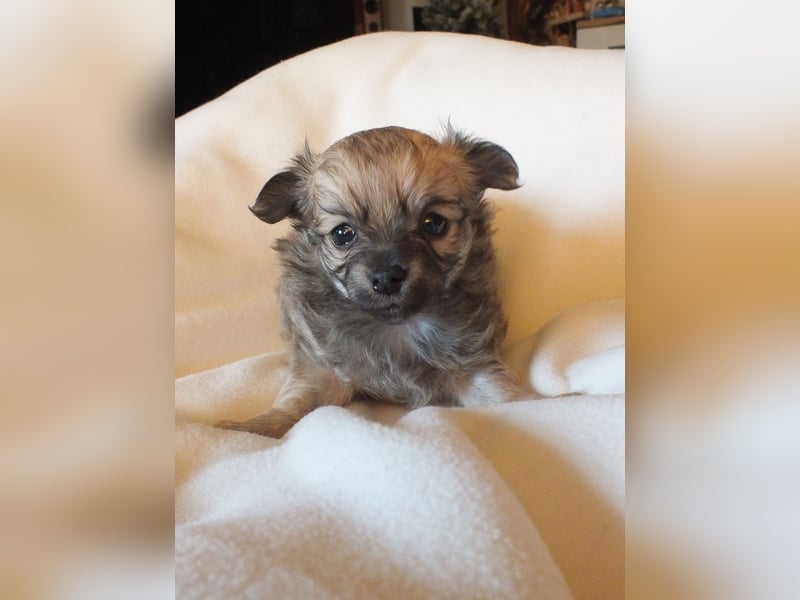 eine Hand voll Glück - Chihuahua Welpen RESERVIERT