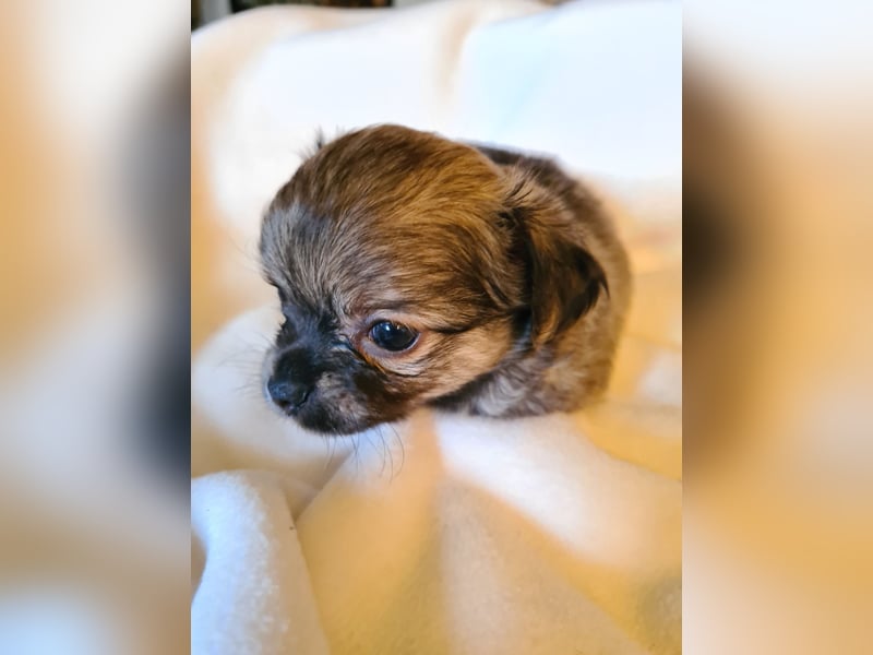 eine Hand voll Glück - Chihuahua Welpen RESERVIERT