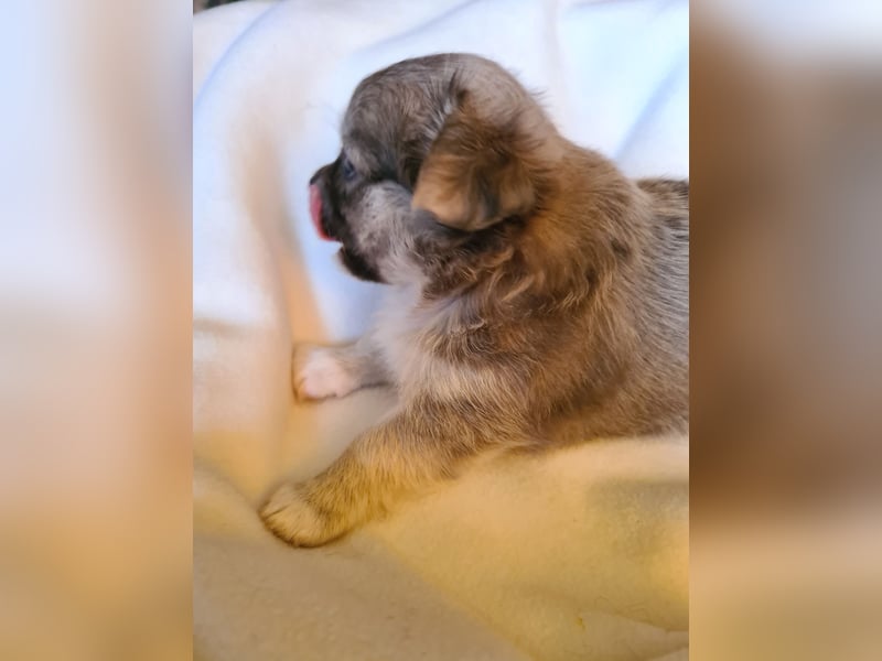 eine Hand voll Glück - Chihuahua Welpen RESERVIERT