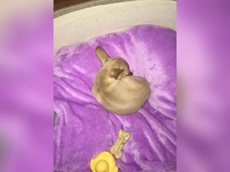 Mini Chihuahua Rüde Kurzhaar ! Bitte genau durchlesen !