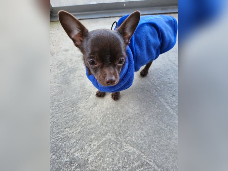 Reinrassiger Chihuahua Welpe (Kurzhaar Rüde)