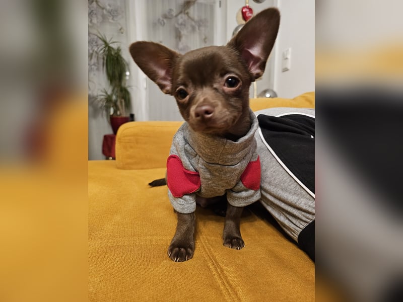 Reinrassiger Chihuahua Welpe (Kurzhaar Rüde)