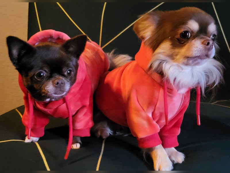 Reinrassiger Chihuahua Welpe (Kurzhaar Rüde)