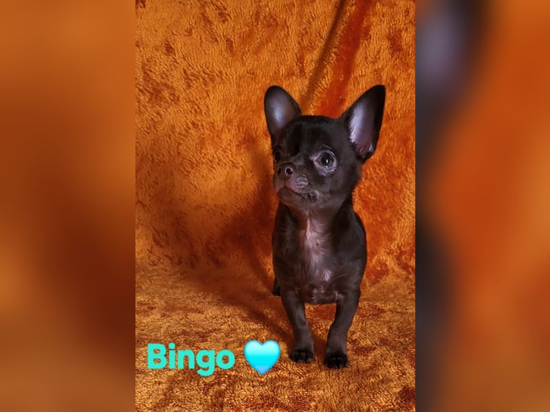 Reinrassiger Chihuahua Welpe (Kurzhaar Rüde)