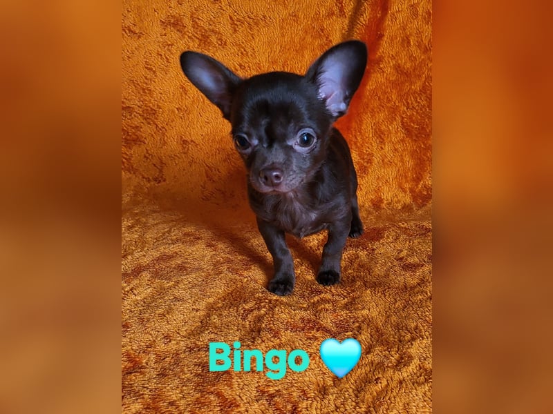 Reinrassiger Chihuahua Welpe (Kurzhaar Rüde)