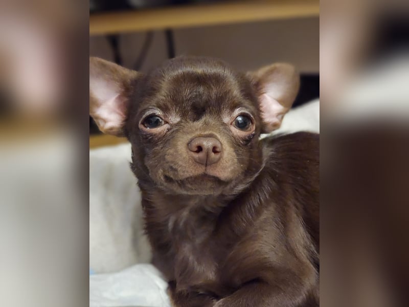 Chihuahua - reinrassig / 1 Rüde