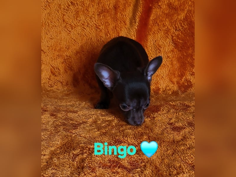 Reinrassiger Chihuahua Welpe (Kurzhaar Rüde)
