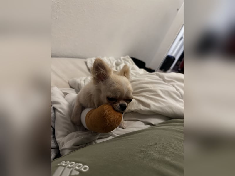 Chihuahua Rüde Pegasus