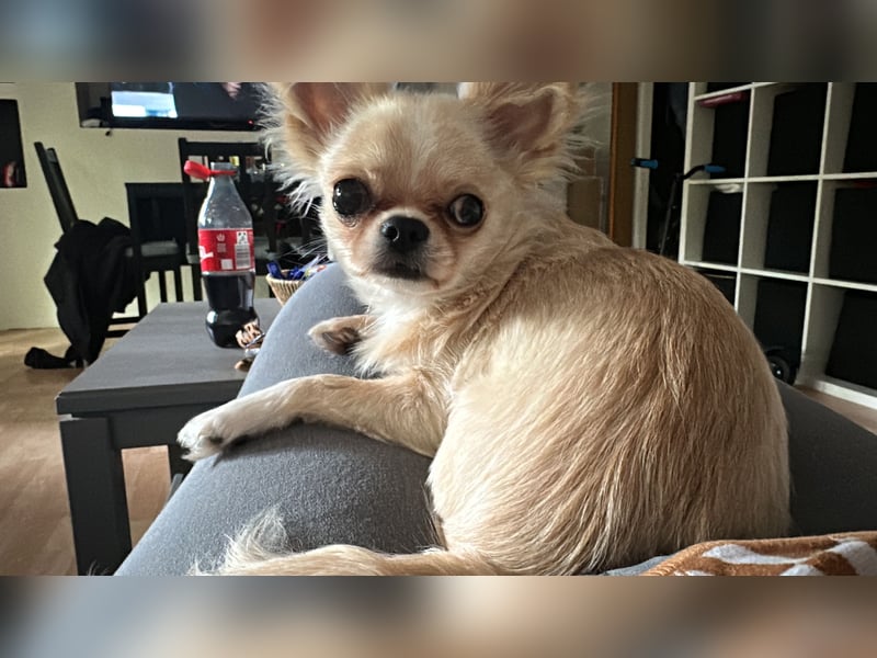 Chihuahua Rüde Pegasus