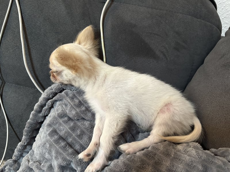 Chihuahua Rüde Pegasus