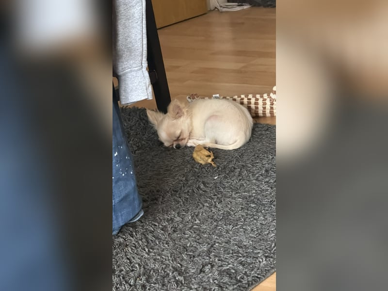 Chihuahua Rüde Pegasus