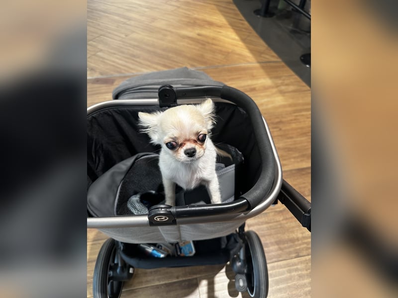 Chihuahua Rüde Pegasus